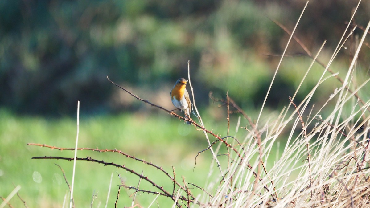 rødstrupe - ML646888858