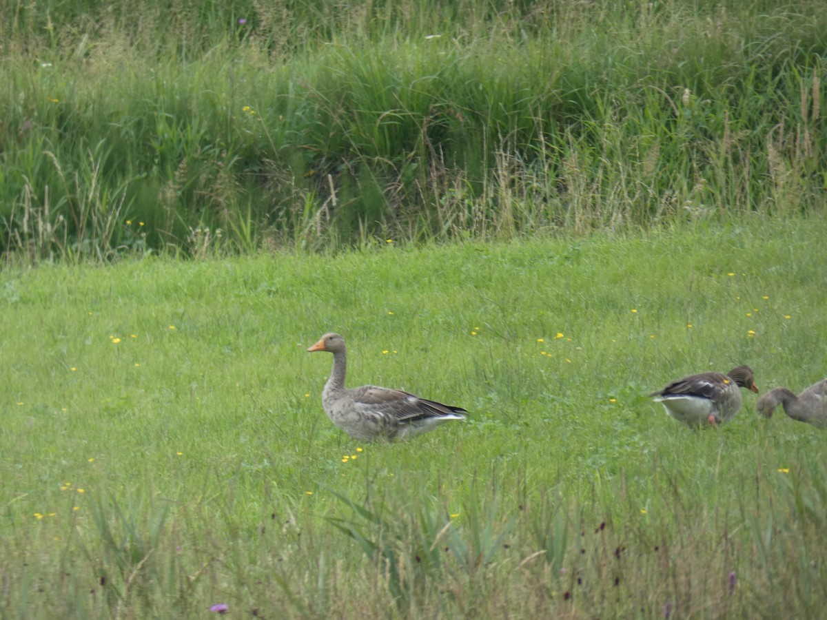 husa velká - ML646888870