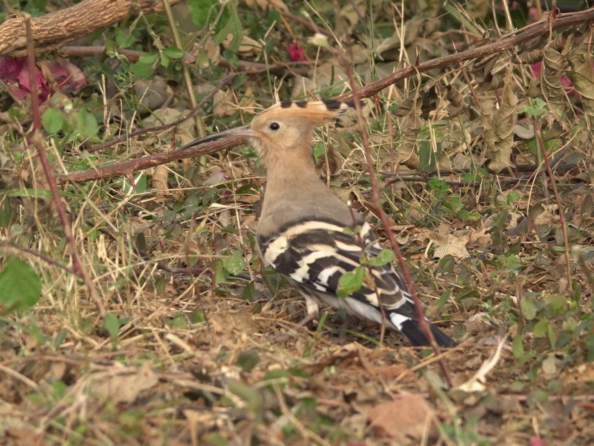 ヤツガシラ - ML646888881