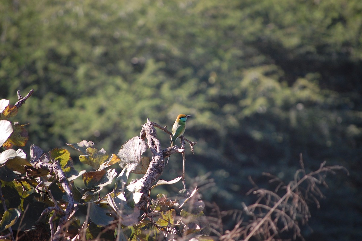Asian Green Bee-eater - ML646888882