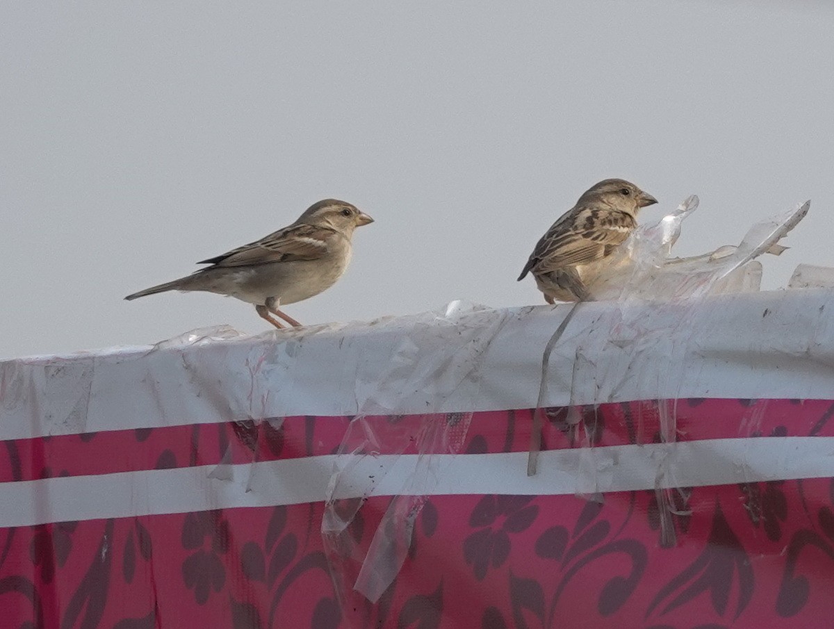 Gorrión Común - ML646888883