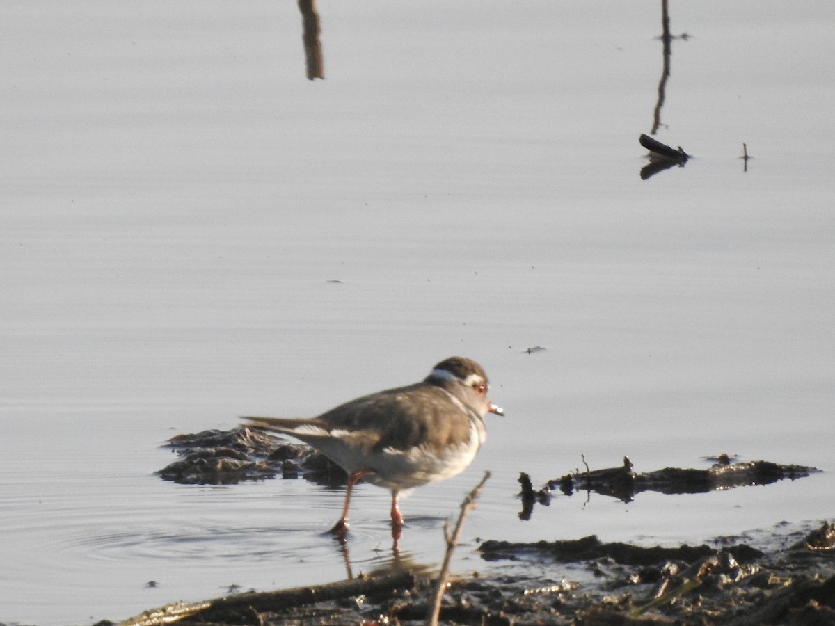 Three-banded Plover - ML646888884