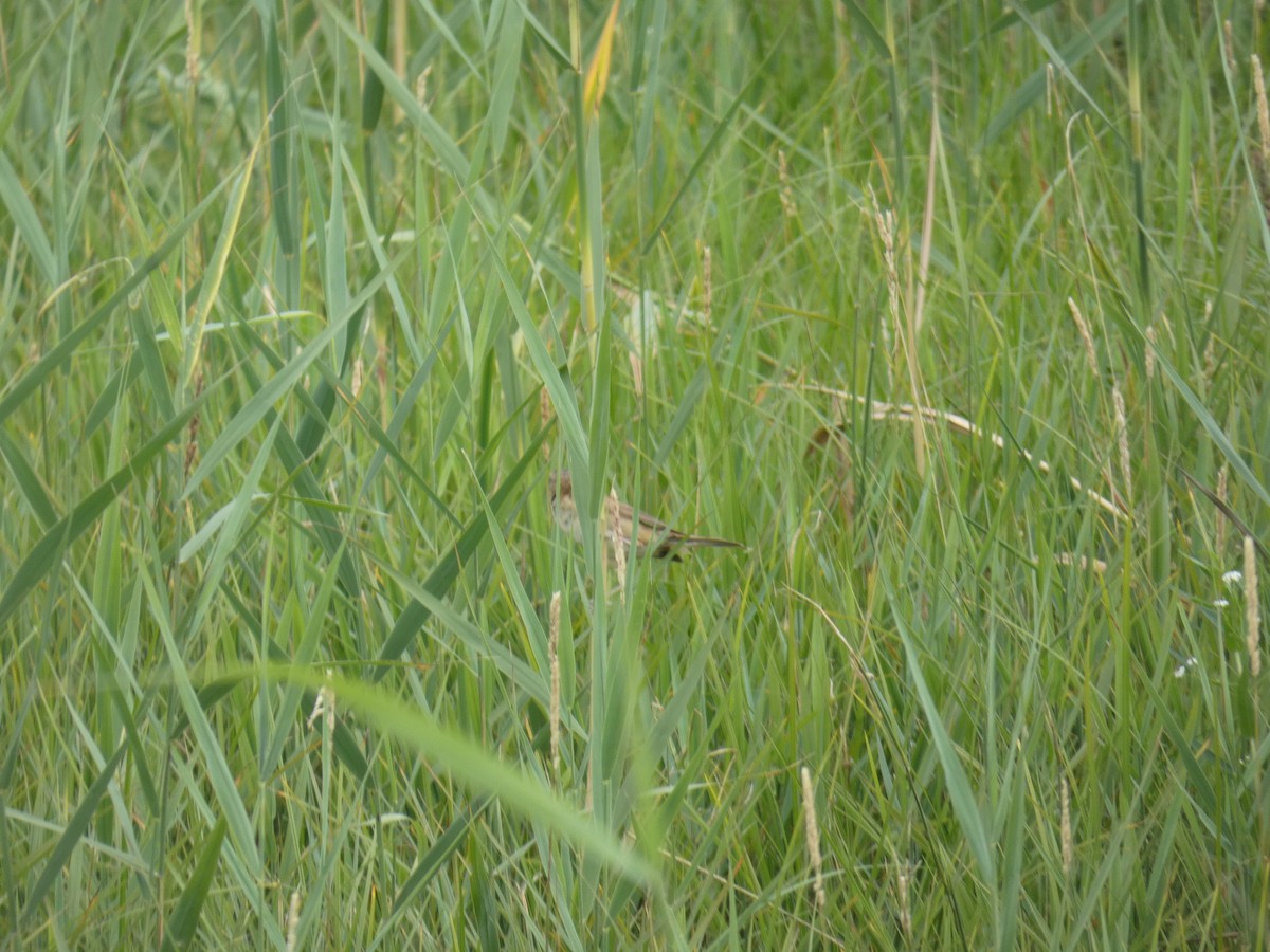 ニシオオヨシキリ - ML646888885