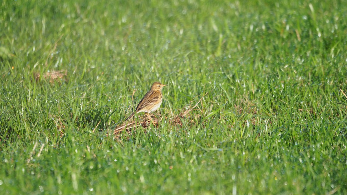 Meadow Pipit - ML646888887