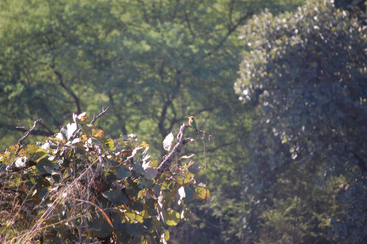 Asian Green Bee-eater - ML646888889