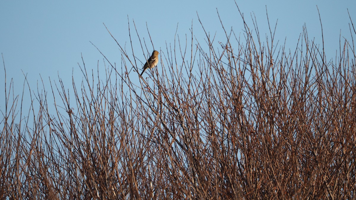 Common Chaffinch - ML646888890