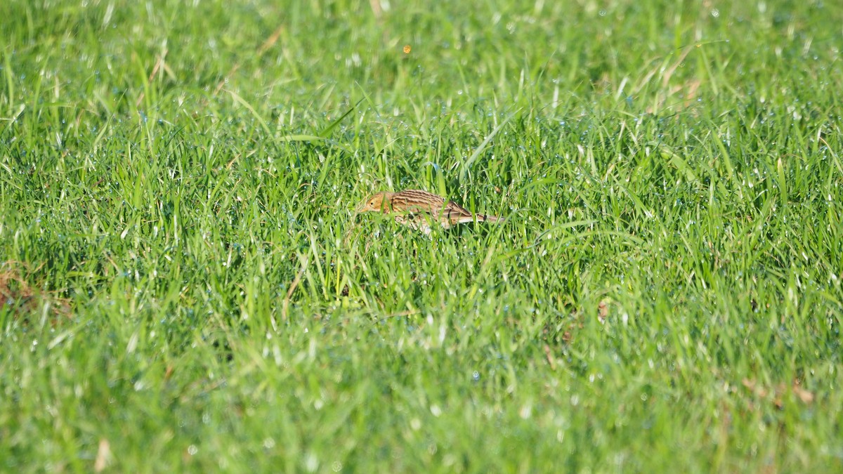 Meadow Pipit - ML646888893