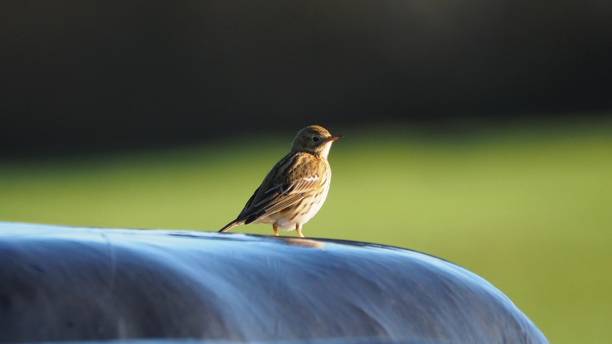 Meadow Pipit - ML646888899