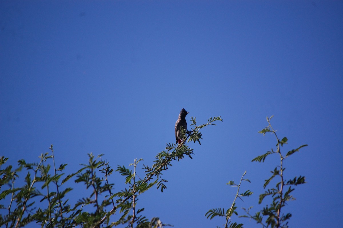 Red-vented Bulbul - ML646888900