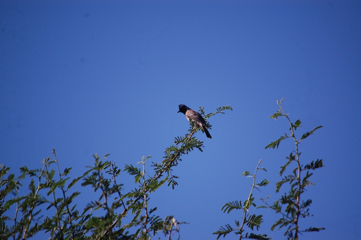 Red-vented Bulbul - ML646888901