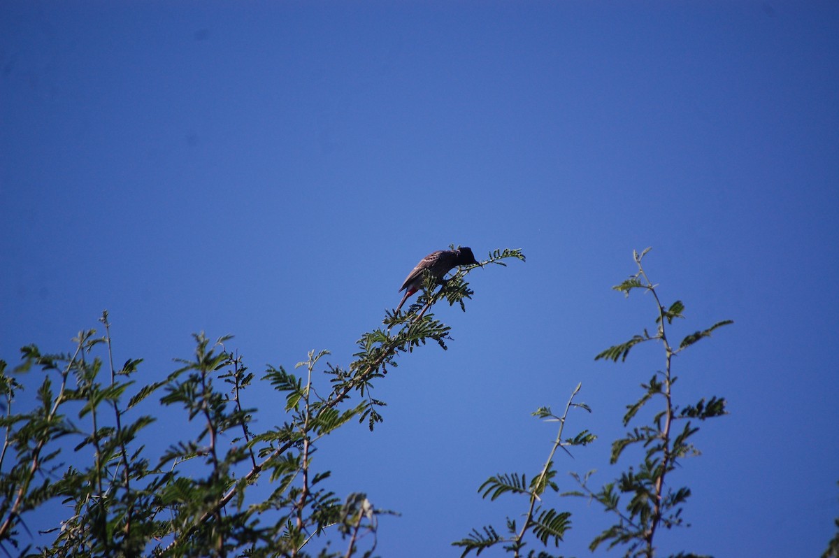 Red-vented Bulbul - ML646888902