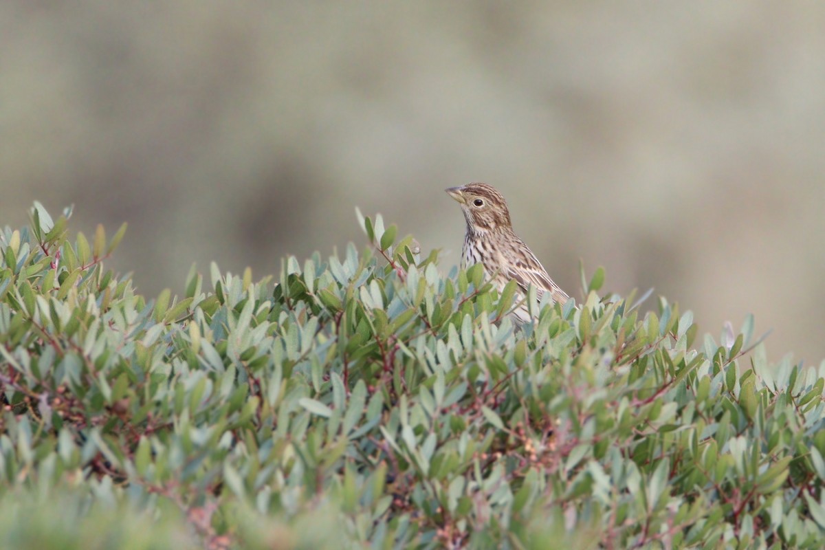 Просянка - ML646888903