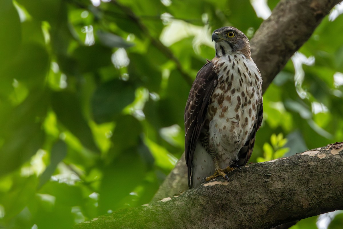 Azor Moñudo - ML646888906