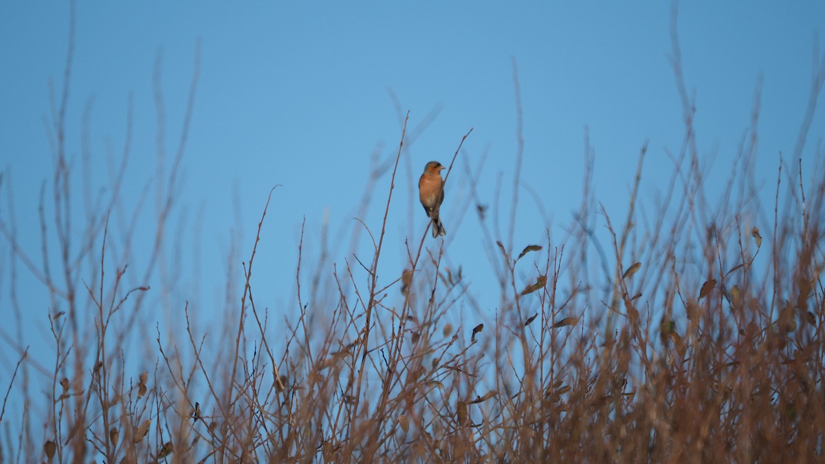Common Chaffinch - ML646888914