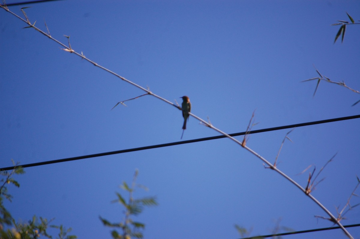 Asian Green Bee-eater - ML646888917