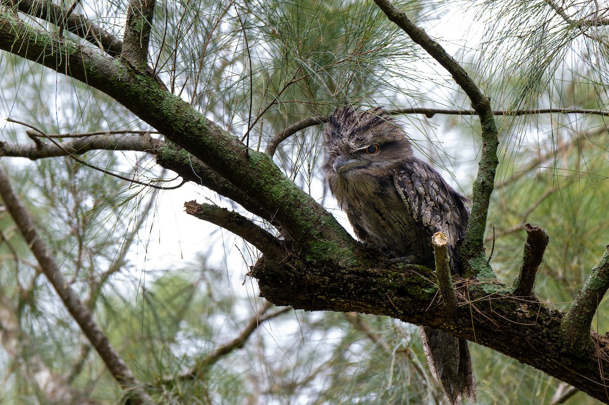Tawny Frogmouth - ML646888918