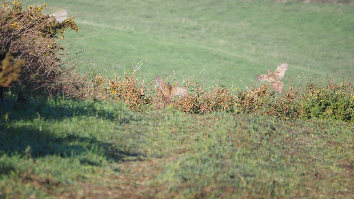 Ring-necked Pheasant - ML646888921