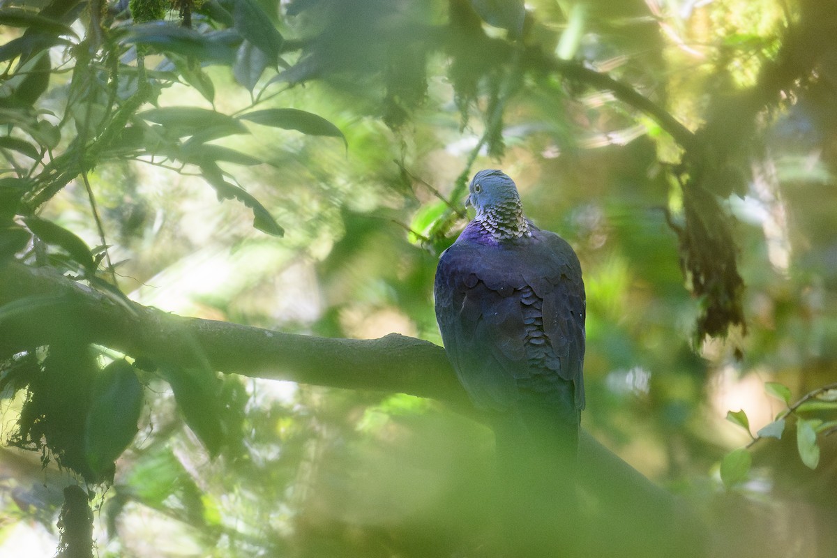 Sarı Yakalı Tahtalı - ML646888924