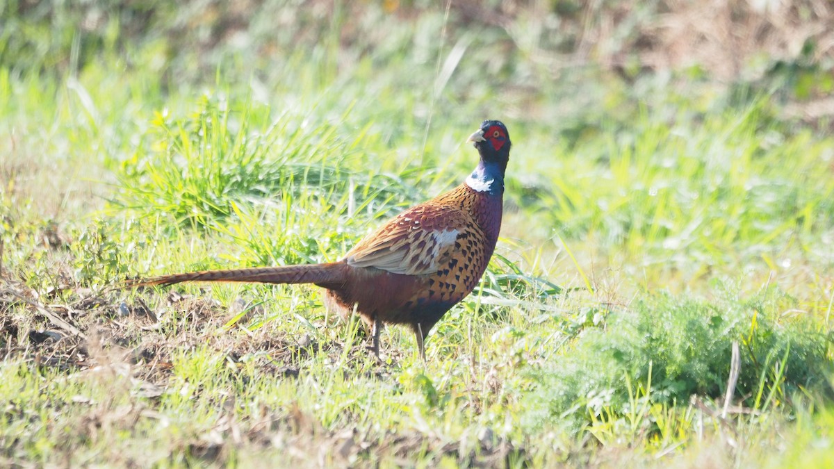 Ring-necked Pheasant - ML646888925