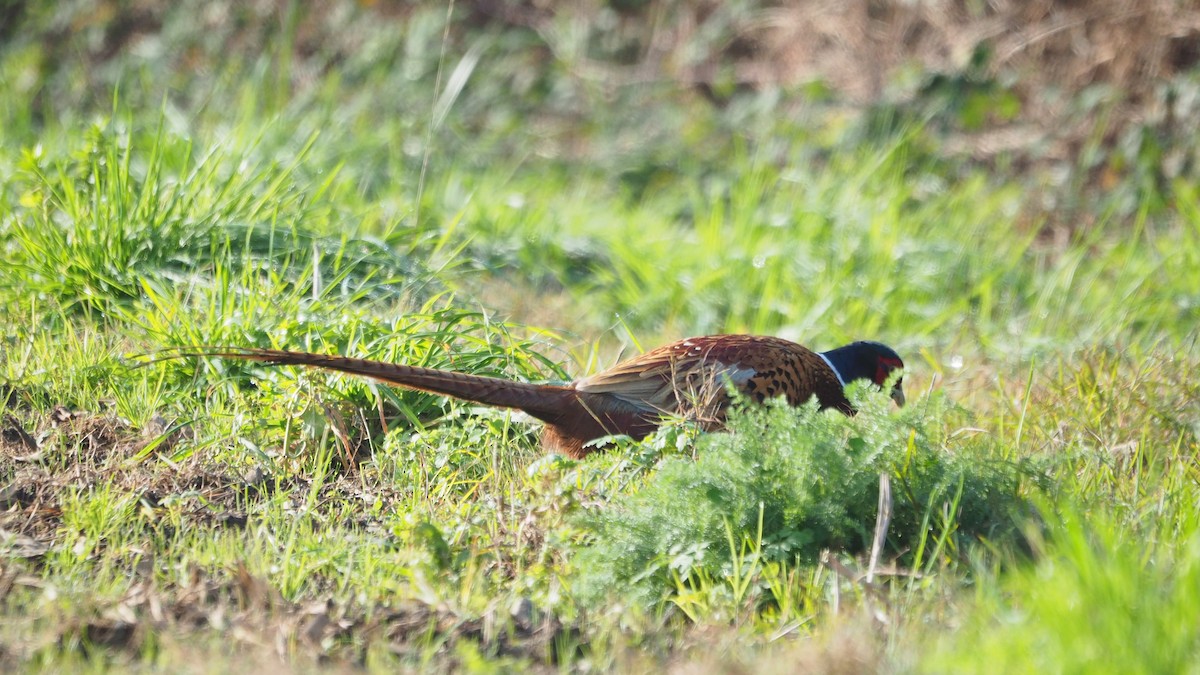 Ring-necked Pheasant - ML646888926