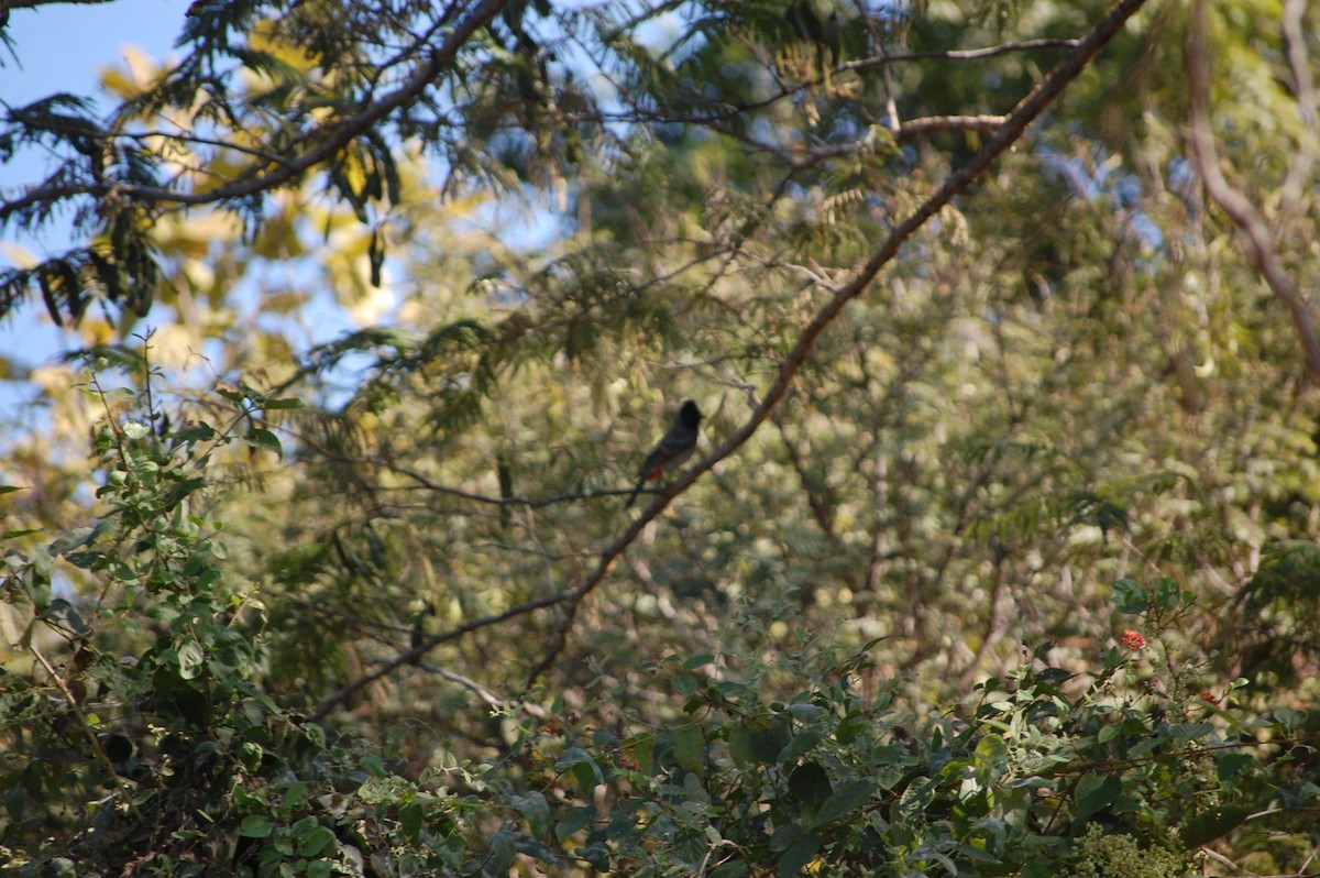Red-vented Bulbul - ML646888927