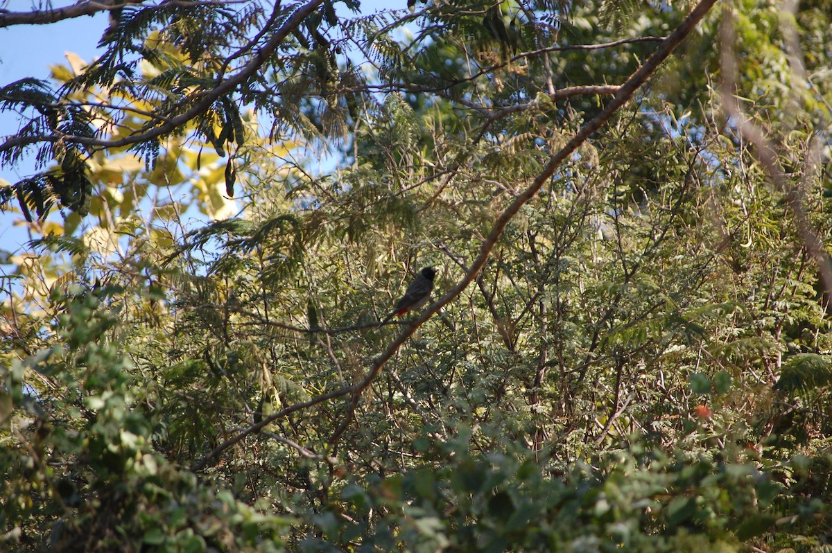 Red-vented Bulbul - ML646888928