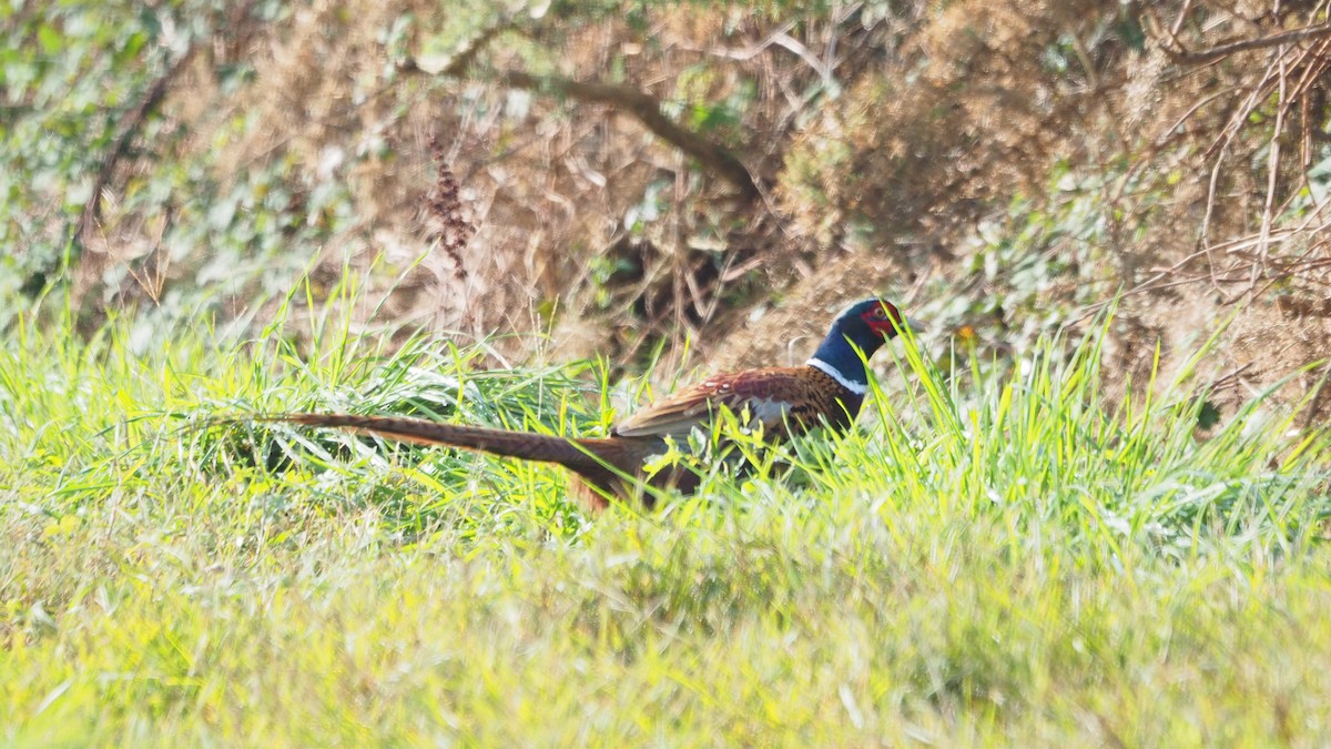 Ring-necked Pheasant - ML646888929