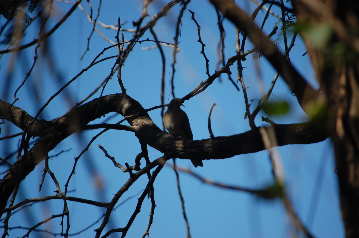 Laughing Dove - ML646888930