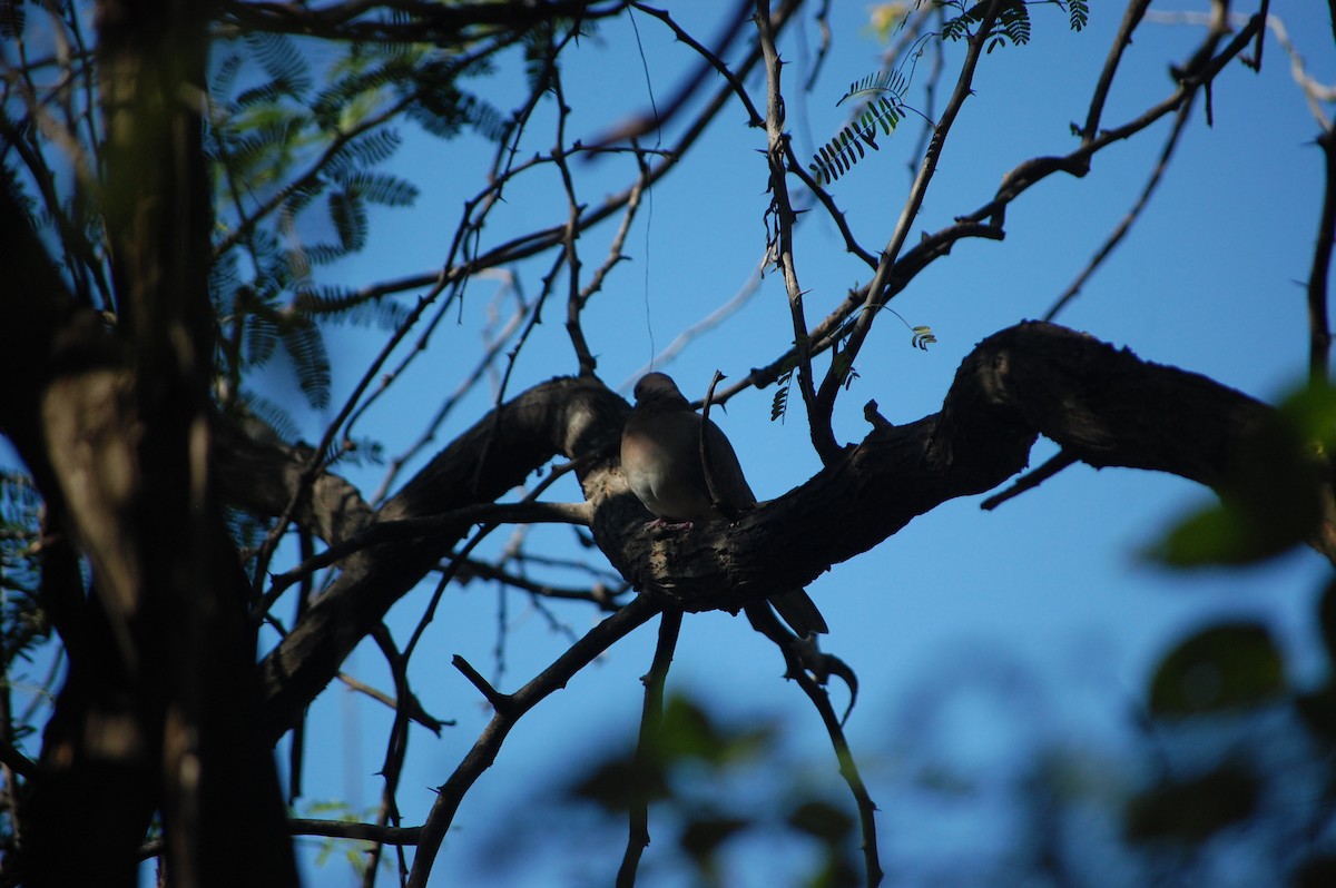 Laughing Dove - ML646888931