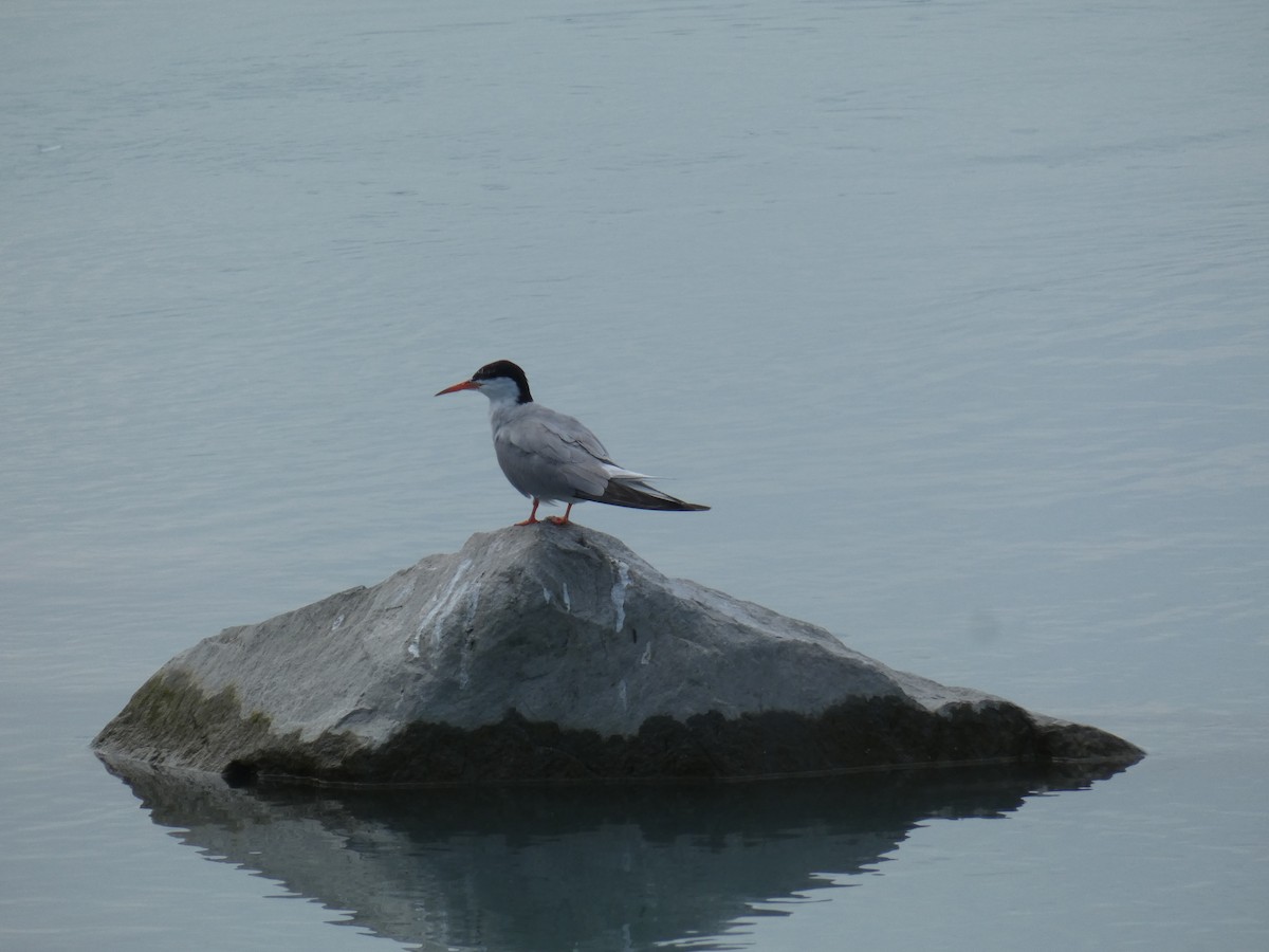 Common Tern - ML646888936