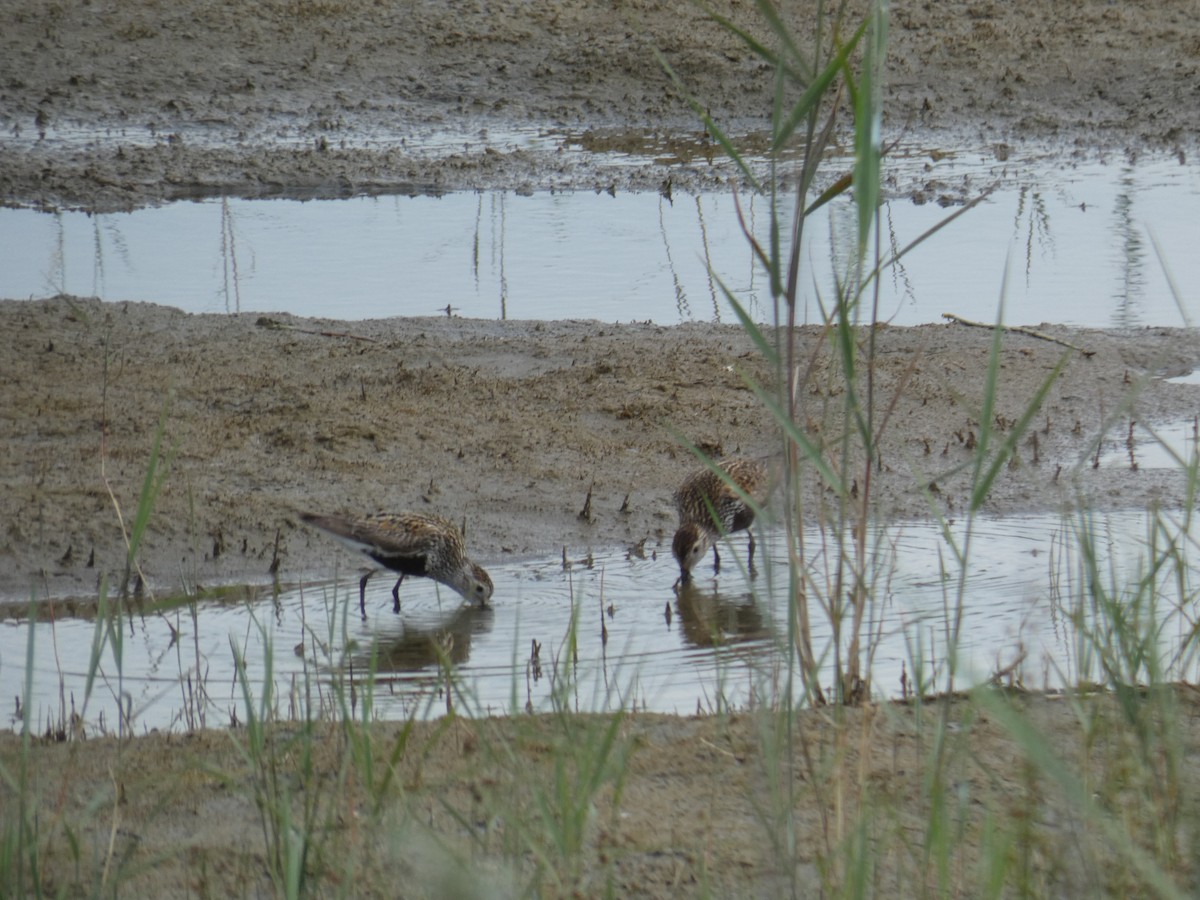 ハマシギ - ML646888939