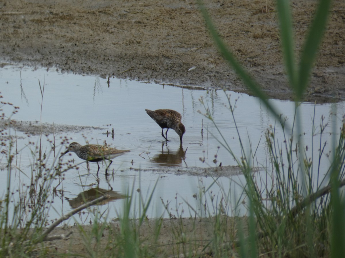 ハマシギ - ML646888940