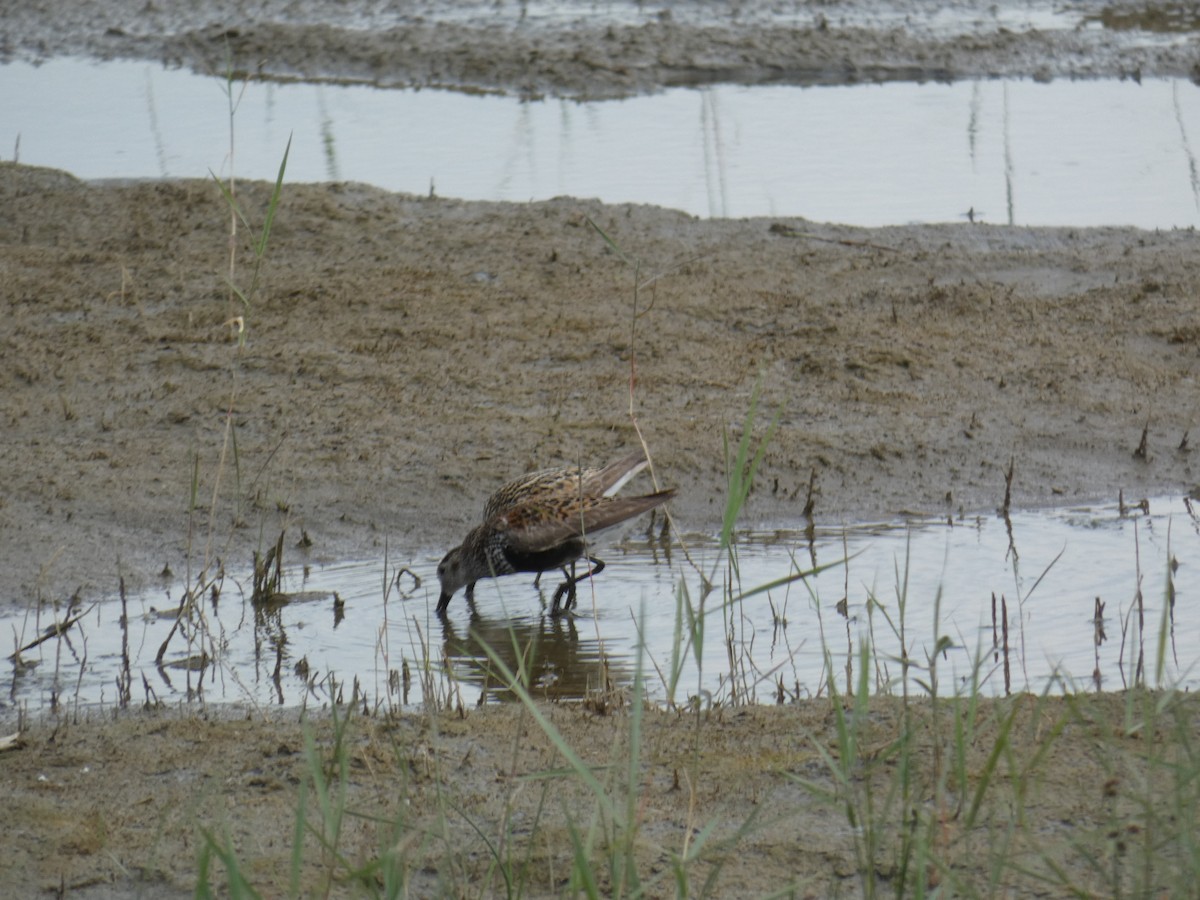 ハマシギ - ML646888941