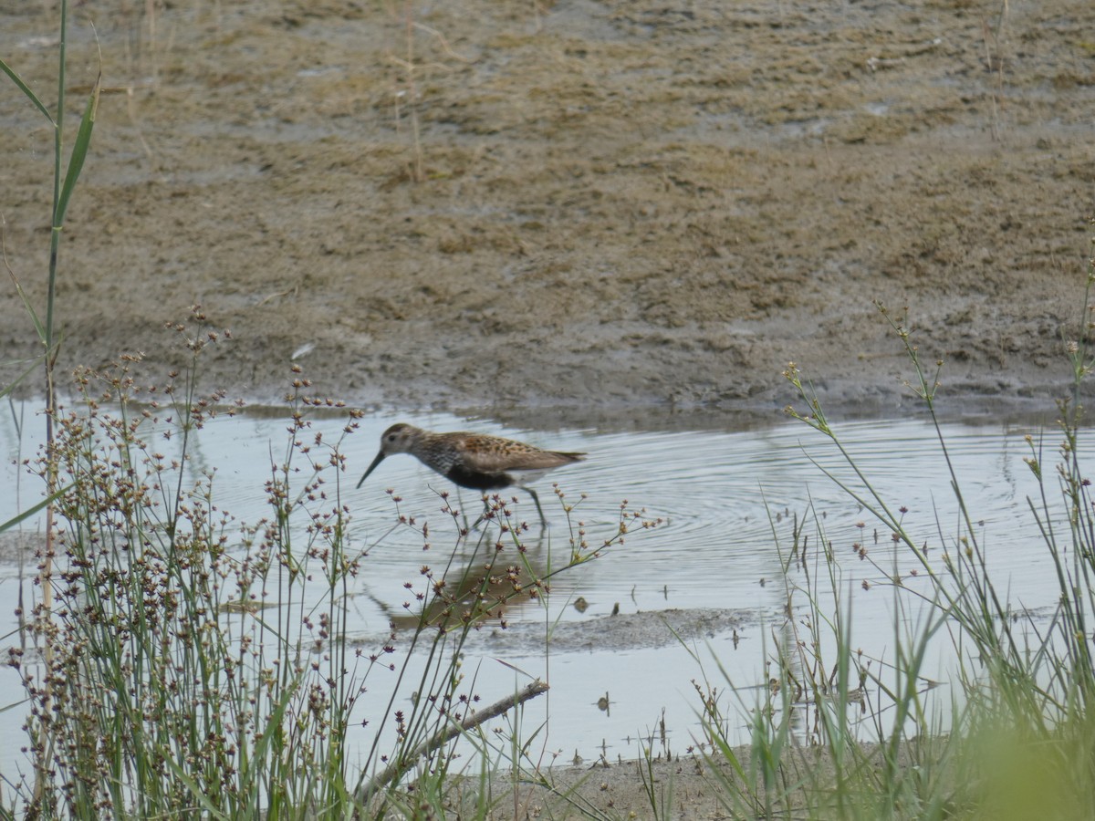 ハマシギ - ML646888942