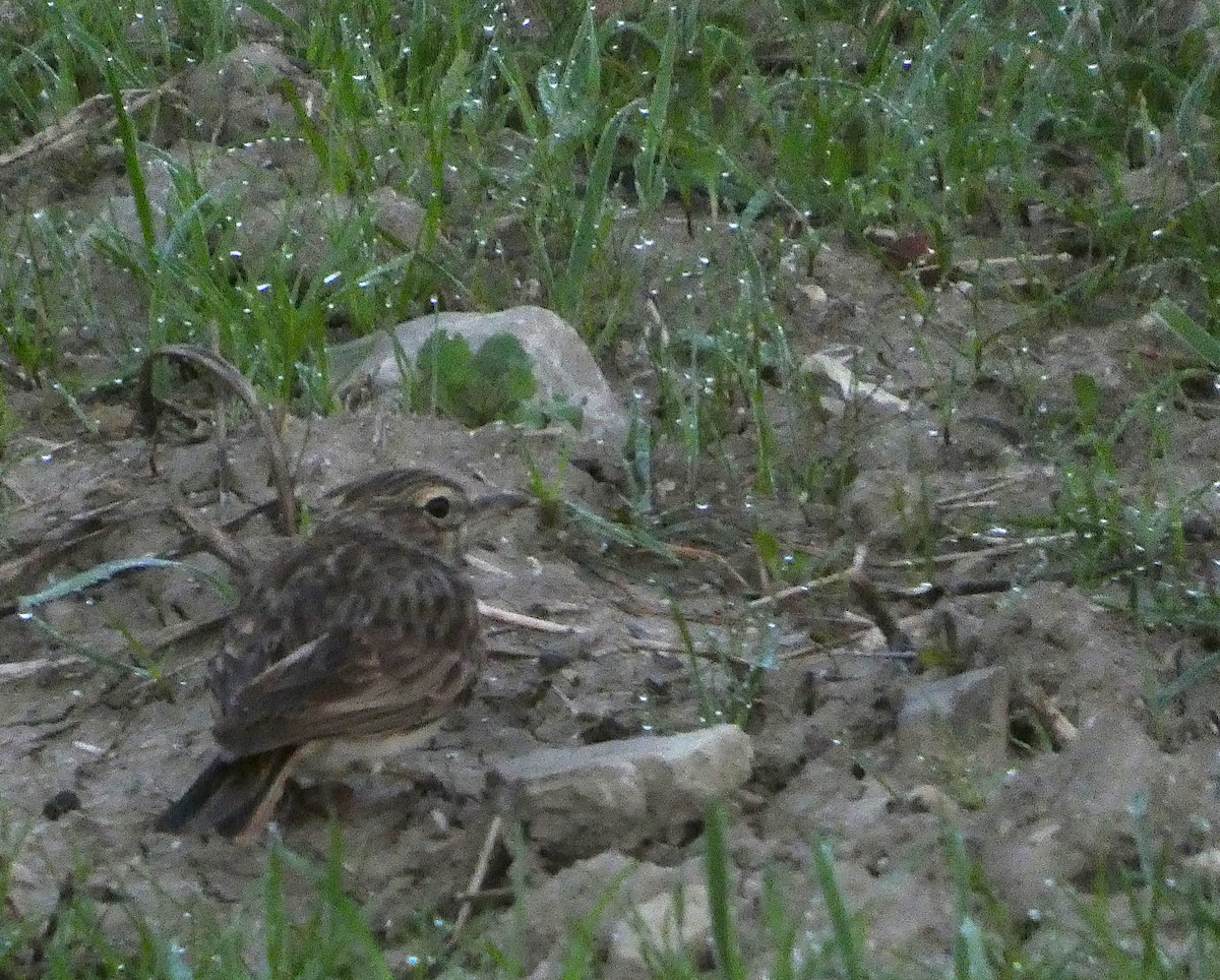 Hegatxabal arrunta - ML646888946