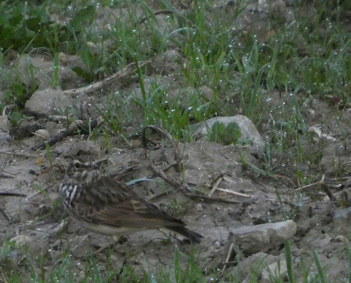 Hegatxabal arrunta - ML646888947