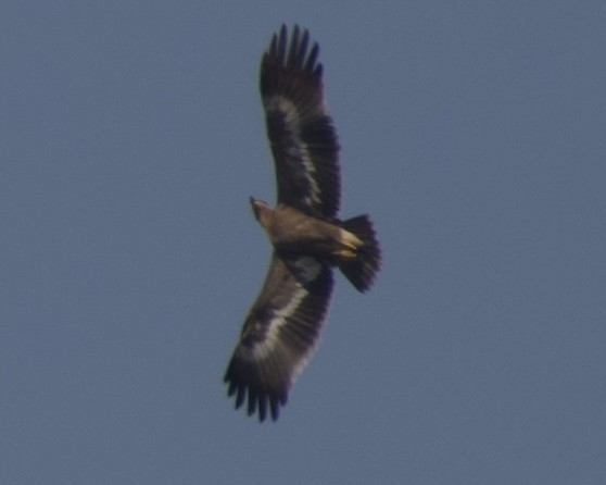 Steppe Eagle - ML646888948