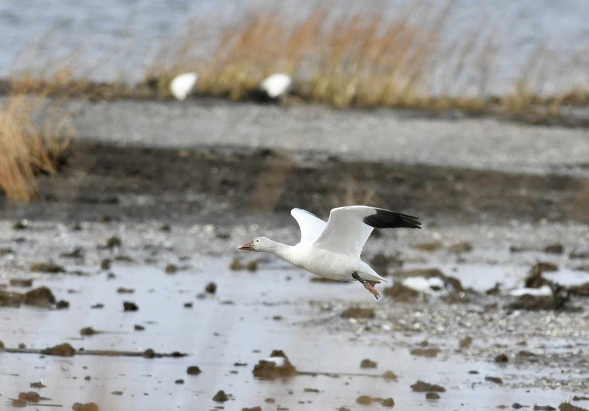 Elur-antzara - ML646888949