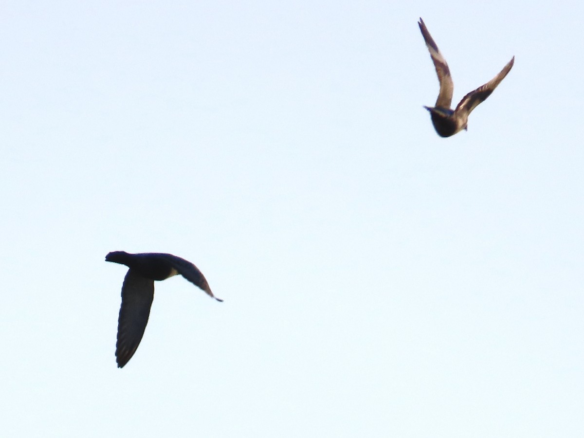 Peregrine Falcon - ML646888951