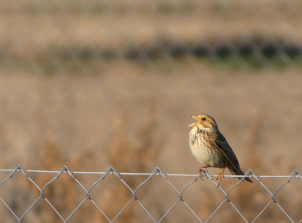 Gari-berdantza - ML646888952