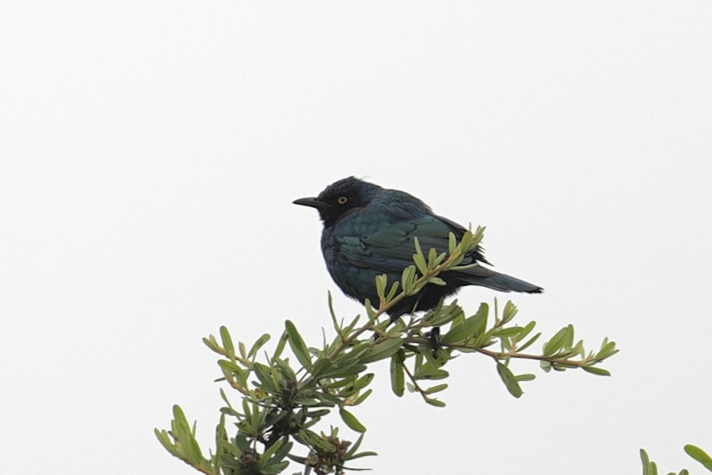 Choucador à épaulettes rouges - ML646888954