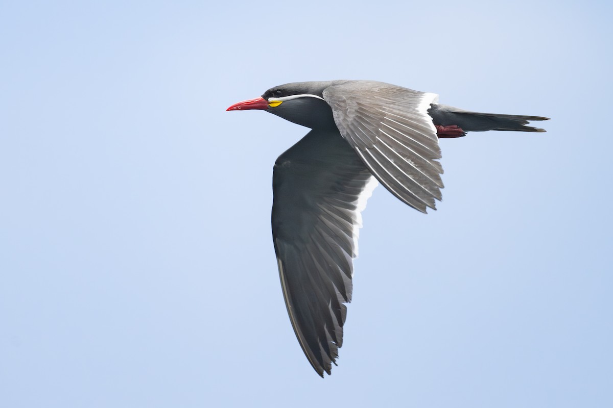 Charrán Inca - ML646888955