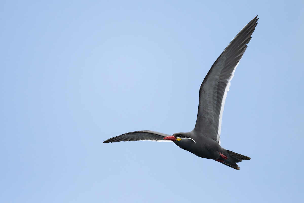 Charrán Inca - ML646888956