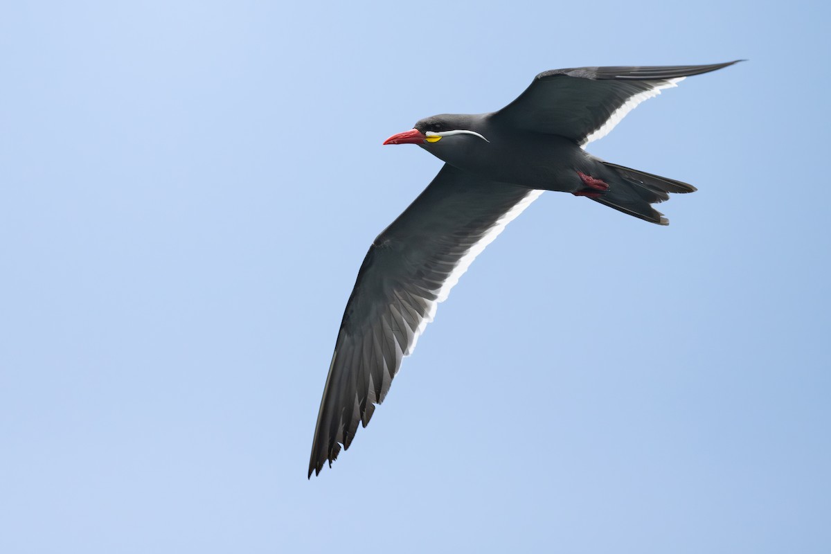 Charrán Inca - ML646888957