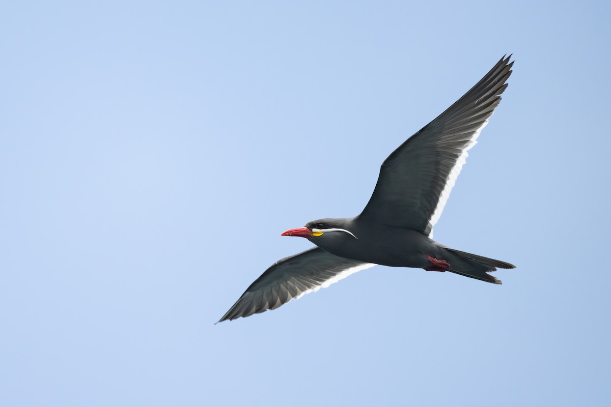 Charrán Inca - ML646888958