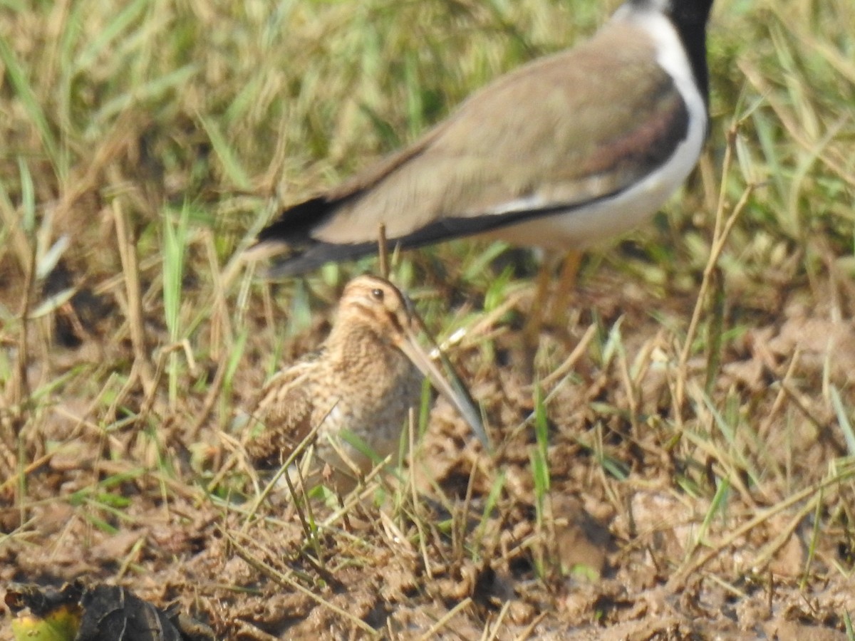 Bekassine - ML646888959