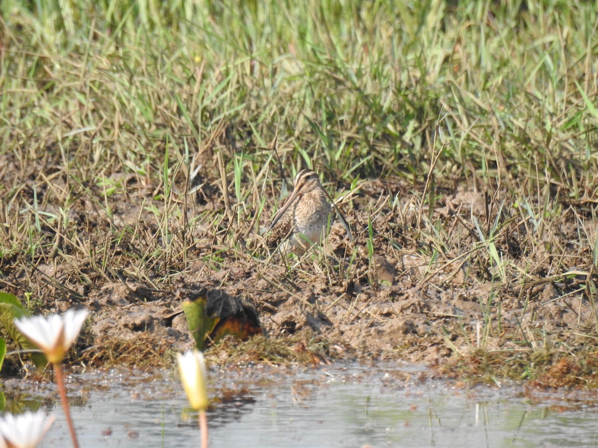 Bekassine - ML646888960