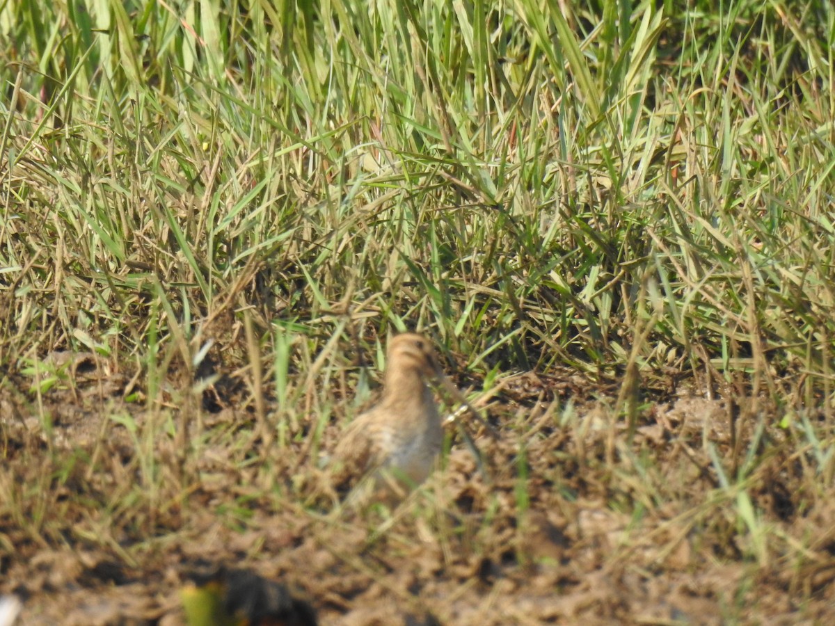 Bekassine - ML646888961