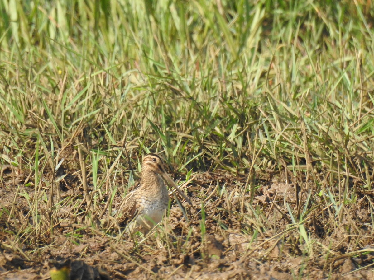 Bekassine - ML646888965