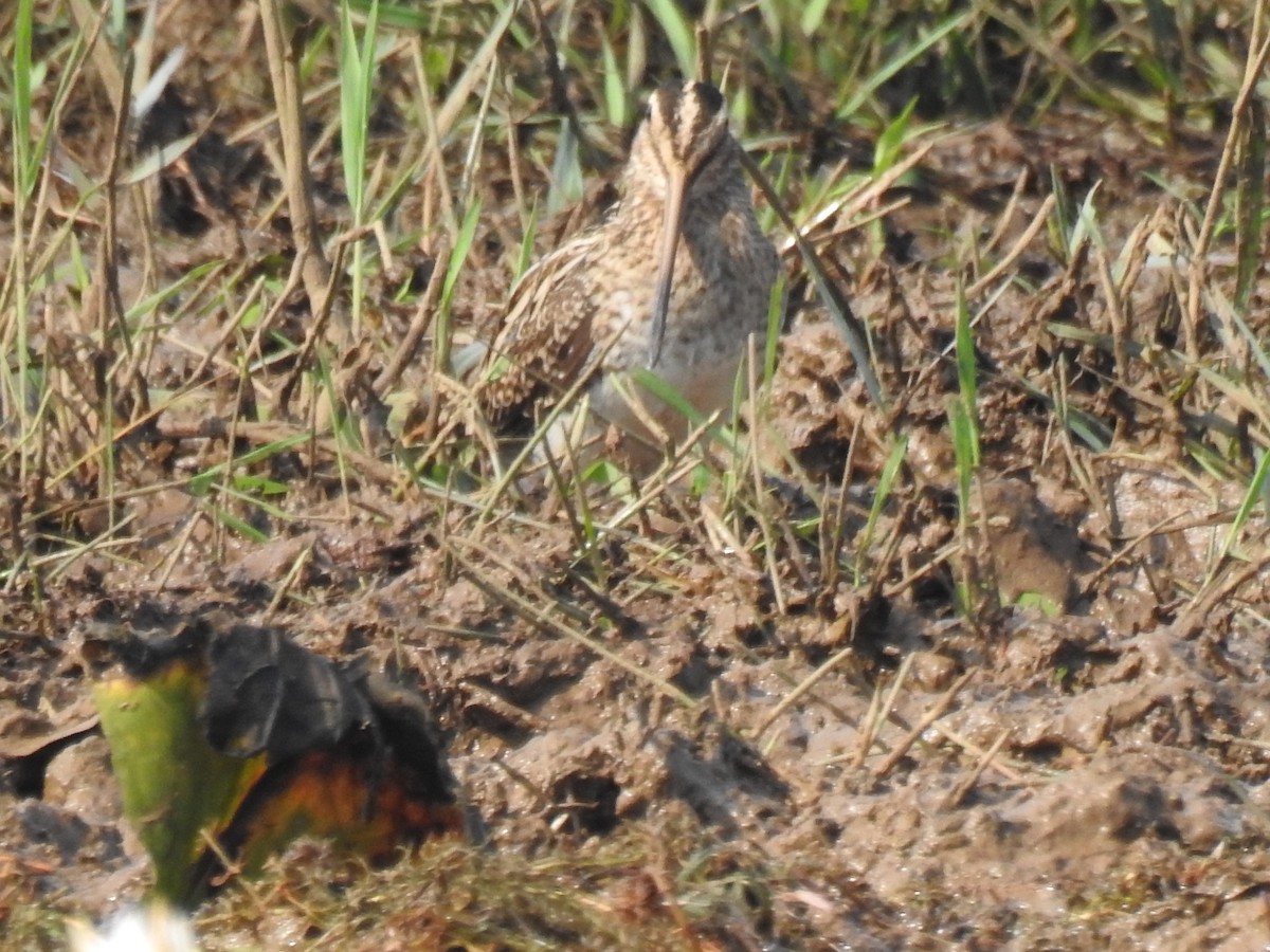 Bekassine - ML646888966